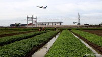 Begini penampakan salah satu lahan perkebunan sayur bayam yang digarap oleh para petani setempat di kawasan Bandara Soekarno-Hatta, Cengkareng.