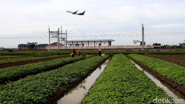 Melihat Semangat Petani di Soekarno-Hatta