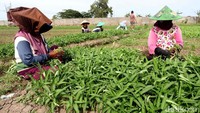 Tak hanya bayam, dilahan tersebut juga ditanam kangkung.