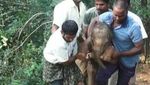 Foto: Kuatnya Pria India yang Gendong Bayi Gajah 100 Kg