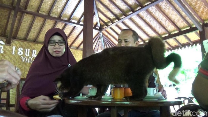 Paling Bagus 15 Gambar Lucu Sunda Kopi Richa Gambar Paling Bagus 15 Gambar Lucu Sunda Kopi Richa Gambar