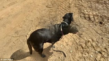 Anjing ini terlihat seperti punya dua kepala. (Foto: Dailymail)