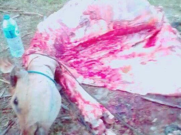Hiii..! Pencuri Sapi Hanya Ambil Kaki, Kepala dan Badan Ditinggal