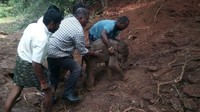 Berat bayi gajah yang diangkat Sarathkumar dilaporkan mencapai 100 kilogram. Sarathkumar sendiri memiliki tinggi badan 180 cm dan berat 80 kilogram.  (Foto: Dok. Forest Department India via BBC)
