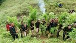 Foto: Ladang Ganja 9 Hektare di Aceh Dibakar