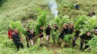 Di Pegunungan Babah Rimba, Indrapuri, Aceh Besar, polisi mengobrak-abrik ladang seluas tiga hektare. Di dalamnya, ditemukan sebanyak 15 ribu batang ganja dengan tinggi mencapai 1 hingga 1,5 meter. Satu per satu batang tanaman haram itu dicabut kemudian ditumpuk pada satu tempat.