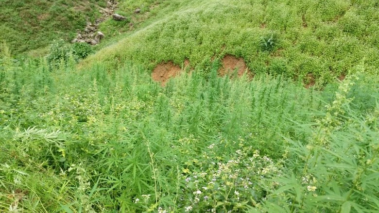 Begini Susahnya ke Lokasi 9 Hektare Ladang Ganja Begini Susahnya ke Lokasi 9 Hektare Ladang Ganja