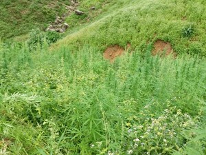 Begini Susahnya ke Lokasi 9 Hektare Ladang Ganja