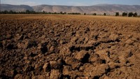 Ini adalah lahan sawah yang kering akibat krisis air. Hula Valley. (Foto: Reuters/Amir Cohen)