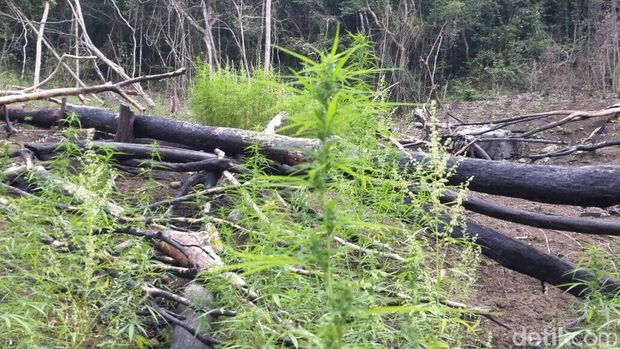  Direktorat IV Tindak Pidana Narkotika Bareskrim Polri mengungkap 9 hektare ladang ganja di Aceh.