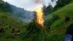 Foto: Ladang Ganja 9 Hektare di Aceh Dibakar