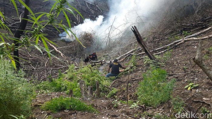 Bareskrim Polri Ungkap 9 Hektare Ladang Ganja di Operasi Akhir Tahun