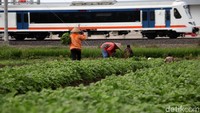 Kereta bandara Soekarno Hatta (Soetta) melintas di sekitar persawahan di kawasan Benda, Tangerang, Banten, Jumat (29/12/2017).