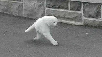 Spesies baru dari kucing kah? Beberapa user yang jeli mengumpulkan rekaman aneh semacam ini. (Foto: Dailymail)