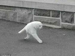 Deretan Foto Super Aneh yang Terekam Google Maps