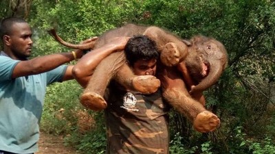 Foto: Kuatnya Pria India yang Gendong Bayi Gajah 100 Kg