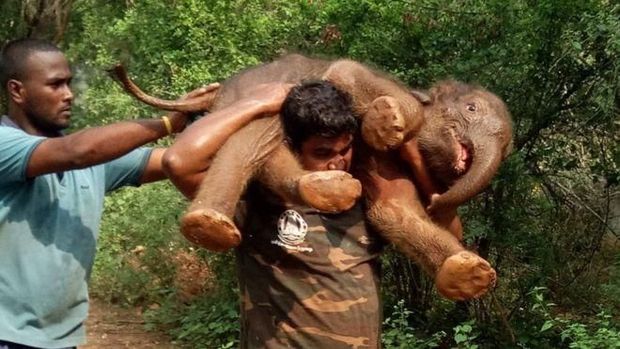  Kuat Banget! Pria Ini Gendong Bayi Gajah untuk Diselamatkan