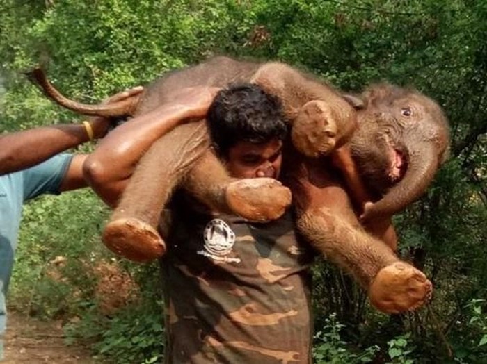 Kuat Banget! Pria Ini Gendong Bayi Gajah untuk Diselamatkan