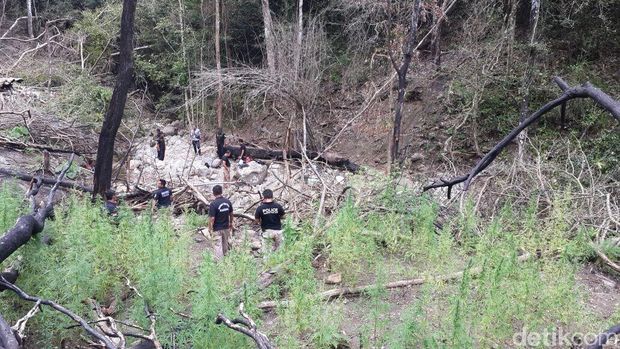  Direktorat IV Tindak Pidana Narkotika Bareskrim Polri mengungkap 9 hektare ladang ganja di Aceh.