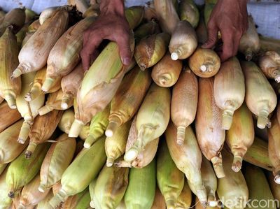 Tahun Baru Datang, Pedagang Jagung Senang