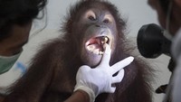 Dokter hewan memeriksa gigi seekor Orangutan betina bernama Dara di Bali Zoo, Gianyar, Sabtu (30/12). Nyoman Budhiana/Antara Foto.