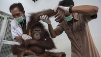Sampai saat ini kondisi Dara masih terlihat normal. Nyoman Budhiana/Antara Foto.