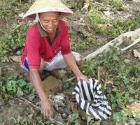 1 tikus dihargai Rp 1.500