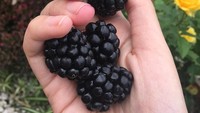 Siapa sangka Raisa menanam sendiri beberapa buah sepert lemon dan berry. Kelihatan segar! Foto: Instagram raisa6690