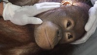 Pemeriksaan tersebut untuk memastikan tidak adanya penyakit terutama yang bersifat zoonosis setelah Orangutan tersebut berhasil diselamatkan dari Kalimantan beberapa waktu lalu. Nyoman Budhiana/Antara Foto.