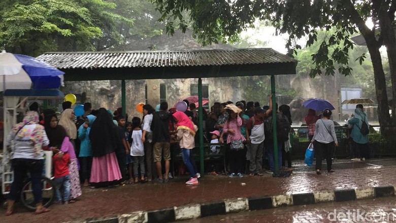 Hujan Deras, Pengunjung Ragunan Berlarian Cari Tempat Berteduh Hujan Deras, Pengunjung Ragunan Berlarian Cari Tempat Berteduh