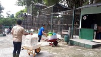 Para pengunjung juga bisa melihat para petugas saat memberi makan satwa. (Chaidir/detikTravel)