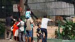 Foto: Mampir ke Bonbin Siantar Zoo di Liburan Tahun Baru