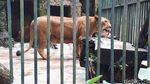 Foto: Mampir ke Bonbin Siantar Zoo di Liburan Tahun Baru