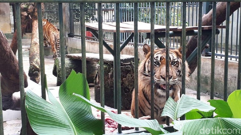 Liburan Akhir Tahun: Mampir ke Bonbin Siantar Zoo yang Sejuk