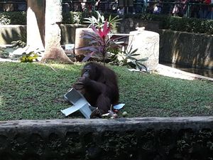 Libur Tahun Baru Usai, Ragunan Tutup Hari Ini