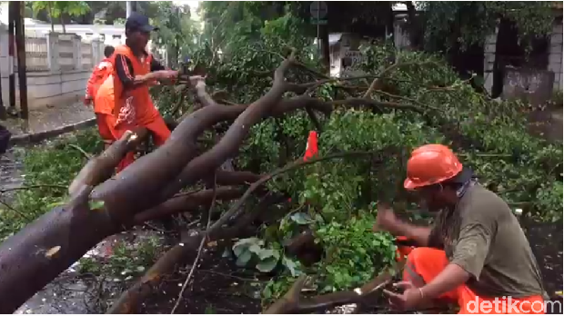  Pohon tumbang di Menteng, Jakpus, Minggu (31/12/2017)