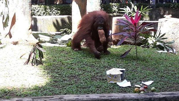 Orangutan buka kado di Ragunan / 