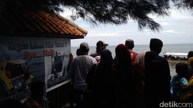 Traveler bisa melihat hiu tutul dengan menyewa perahu lebih dulu