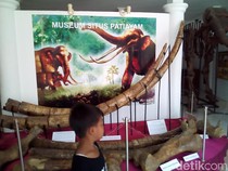 Penampakan Gigi-Kaki Banteng Purba di Museum Purbakala Patiayam