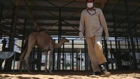 Rumah sakit ini memiliki dokter hewan profesional, fasilitas dan perlengkapan medis modern. (Satish Kumar/Reuters)