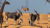 Komposisi panorama gurun pasir, hewan dan Burj Khalifa dalam satu frame. Keren! (Instagram/faz3)