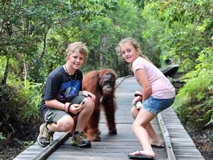 Para Yachter Dunia Akan Diajak Mengenal Orangutan dan Suku Dayak