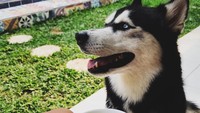 Sophia mengaku tak bisa lepas dari kopi. Tapi ia mencoba Dandelion Herbal Blend yang 100% bebas kafein. Soal rasa, minuman ini mirip kopi.Foto: Instagram sophia_latjuba88