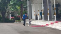 Foto: Jokowi mengajak serta Jan Ethes yang nampak selalu lincah melangkah. Fotografer: Danu Damarjati/detikcom
