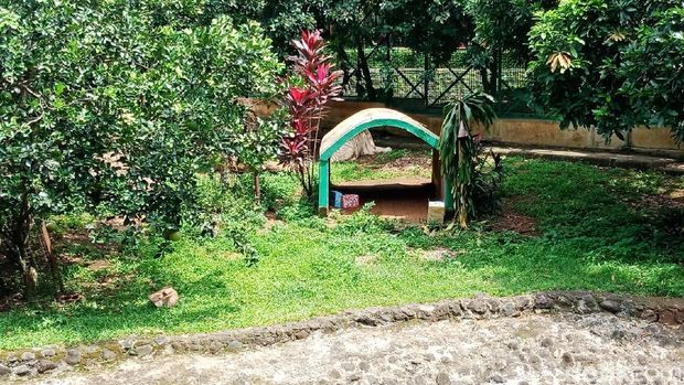 Harimau Buka Kado Tahun Baru Jadi Atraksi Favorit di Ragunan
