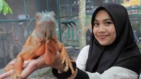 Wisatawan bisa memberi makan wortel untuk domba-domba. Pakan tersebut dibeli di stand yang sudah disediakan. (Wisma Putra/detikTravel)
