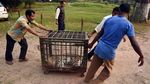 Foto: Proses Evakuasi Macan Tutul dari Dalam Sumur di India