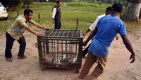 Kasus macan tutul yang masuk ke perkampungan warga sudah jadi pemandangan yang cukup lazim di India. Traveler hati-hati saja ya kalau ke India. (Anuwar Hazarika/Reuters)