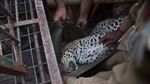 Foto: Proses Evakuasi Macan Tutul dari Dalam Sumur di India