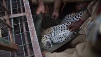 Macan tutul ini pun dimasukkan ke dalam kandang besi agar aman. (Anupam Nath/AFP)